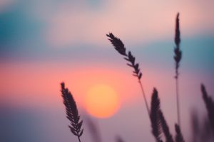 ann-savchenko-H0h_89iFsWs-unsplash